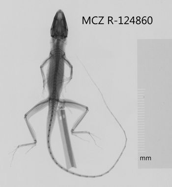 Media type: image;   Herpetology R-124860 Aspect: dorsoventral x-ray